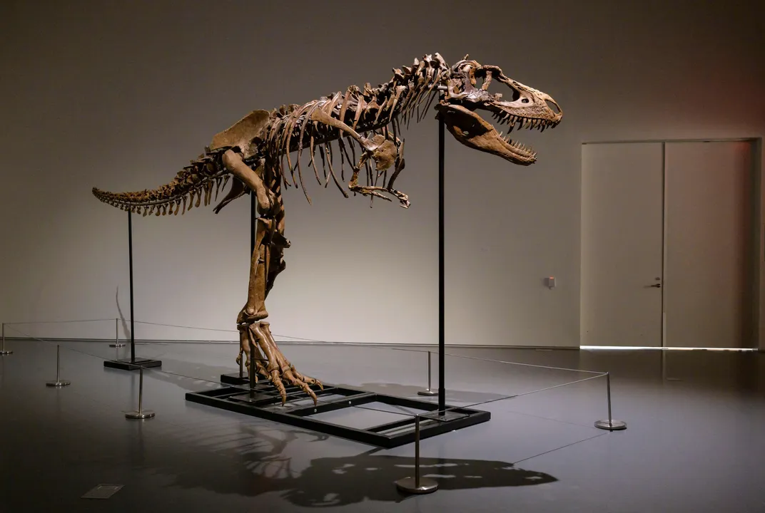 Exploring the World of Dinosaurs: Gorgosaurus, Fossils, and the Mighty Tyrannosaurus rex